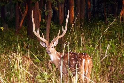 Dudhwa National Park